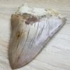 Megalodon Haizahn Indonesien