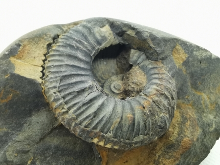 Seltener Ammonit Indonesien Jura
