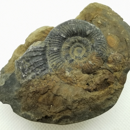 Seltener Ammonit aus Papua Indonesien