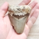Hai Zahn Fossil
