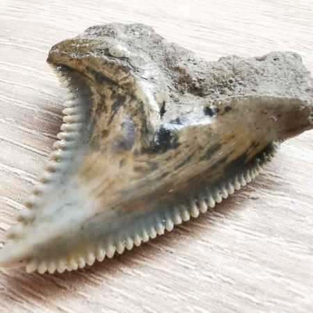 Hemipristis serra