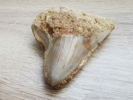 Megalodon Haizahn in der Matrix