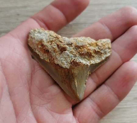 Kleiner indonesischer Megalodon