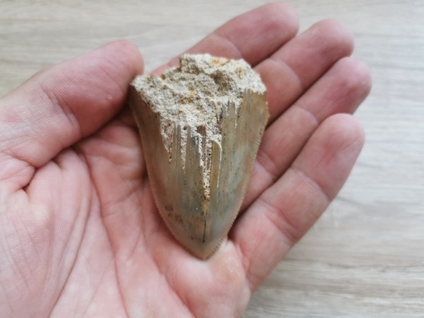 Kleiner Megalodon Haizahn