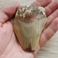 Indonesischer Megalodon Haizahn Hai Zahn Fossil
