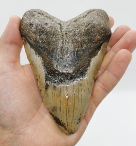 Massiver Megalodon Haizahn