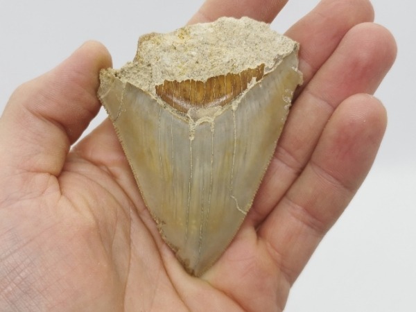 Restaurierter Haizahn eines Megalodon