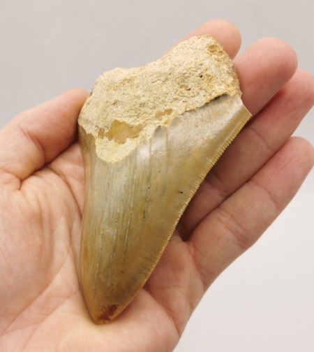 Megalodon Haizahn mit gezackter Schneide