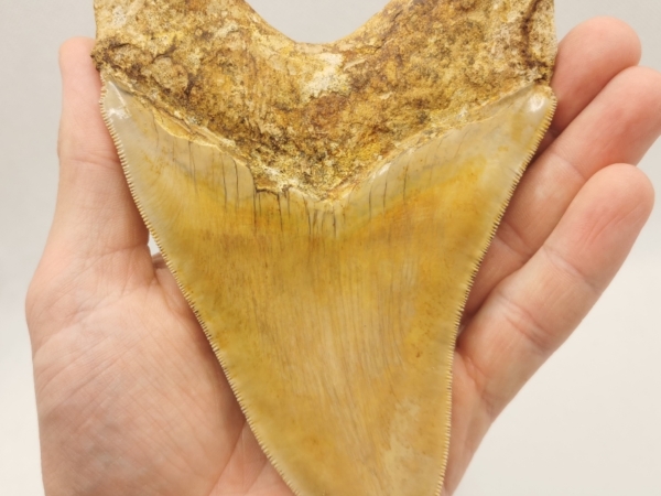 15 cm Megalodon Haizahn