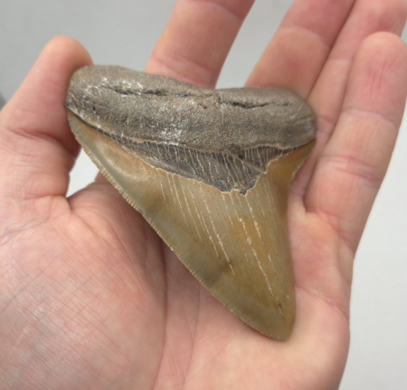 Megalodon Haizahn Orange