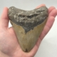 Megalodon USA