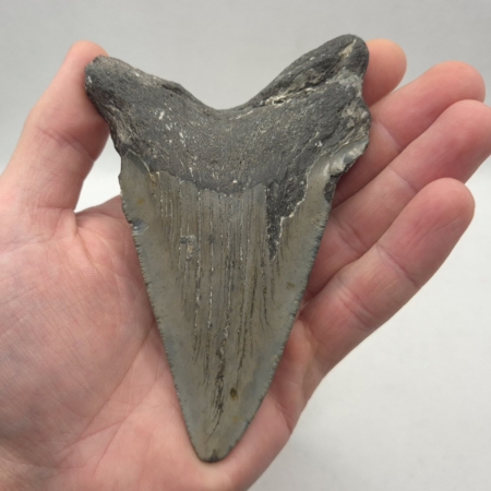 Megalodon Haizahn Fossil USA