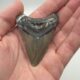 Megalodon Haizahn gezackt