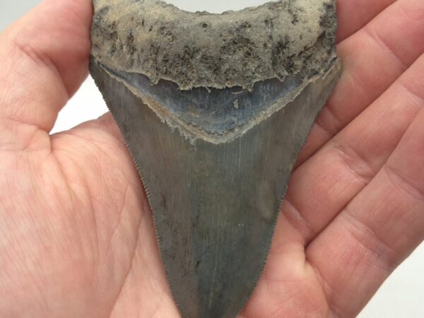 Megalodon Haizahn Philippinen