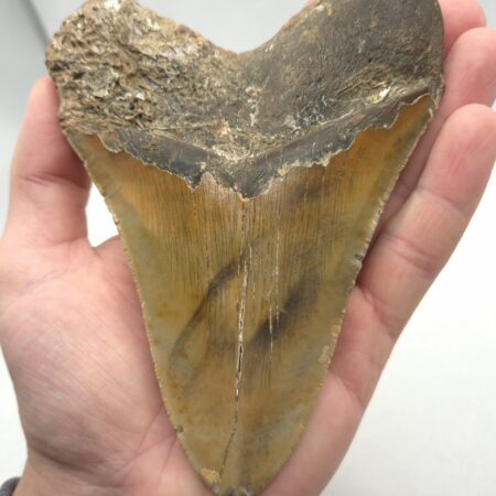 Schöner und sehr großer Megalodon Haizahn