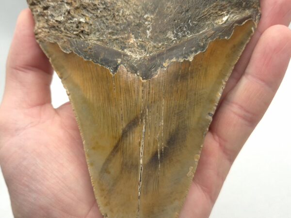 Schöner und sehr großer Megalodon Haizahn