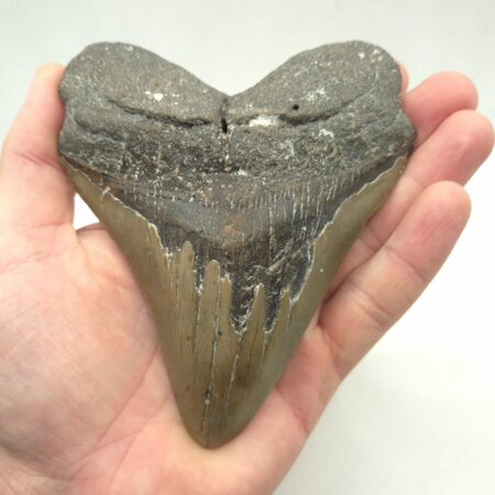 Megalodon Haizahn Fossil