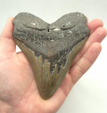 Megalodon Haizahn Fossil