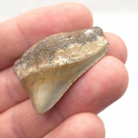 4 cm Megalodon Haizahn