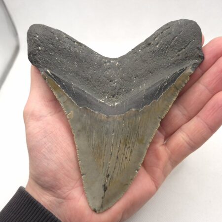 Fossil