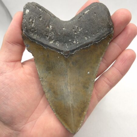 Haizahn eines Megalodon
