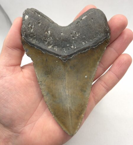 Haizahn eines Megalodon