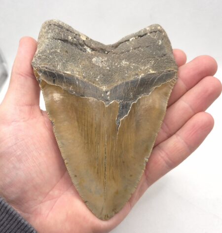 Massiver und großer Megalodon