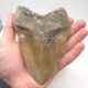Massiver und großer Megalodon