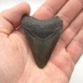 North Carolina USA