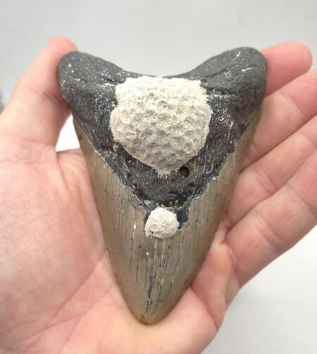 Haizahn Fossil eines Megalodon