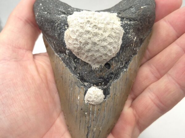 Haizahn Fossil eines Megalodon