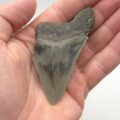Haizahn eines Megalodon USA