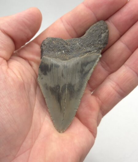 Haizahn eines Megalodon USA