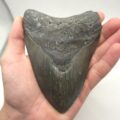 Schöner dunkler Megalodon Haizahn