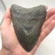 Schöner dunkler Megalodon Haizahn