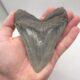 Grauer Megalodon Haizahn