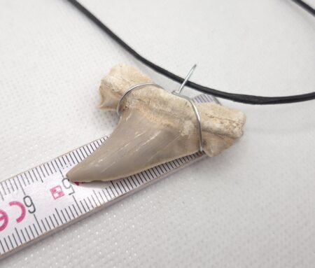 Otodus Halskette