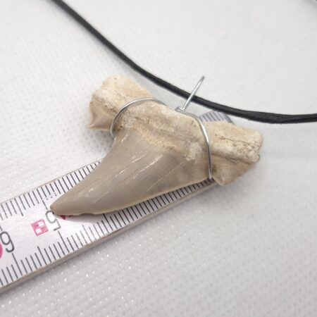 Otodus Halskette
