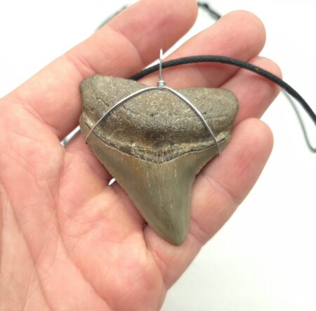 Megalodon Haizahn Halskette