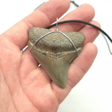 Megalodon Haizahn Halskette