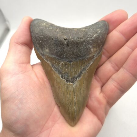 Megalodon USA