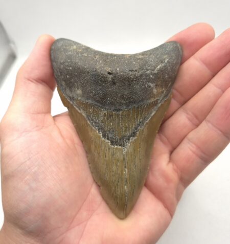 Megalodon USA