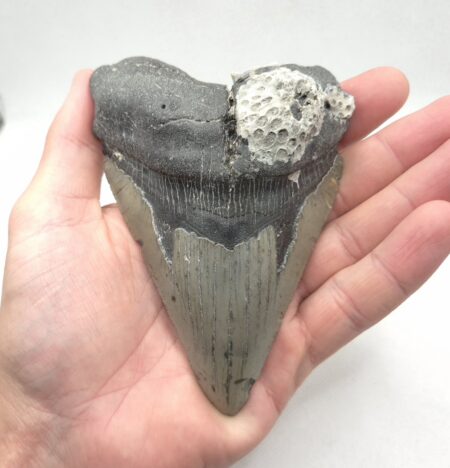 Megalodon Haizahn Grau