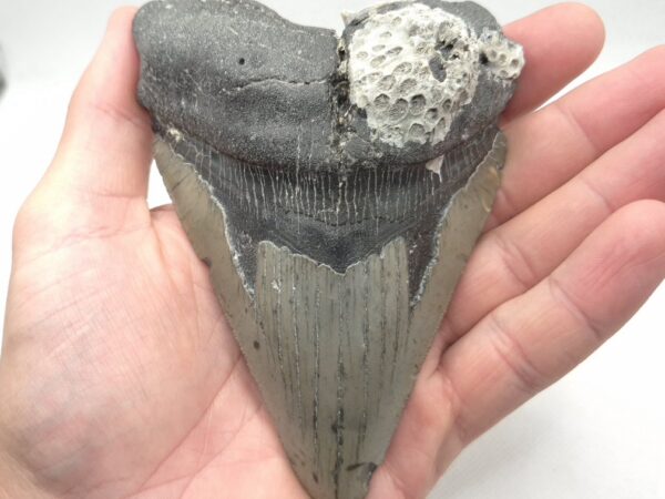 Megalodon Haizahn Grau