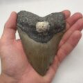 USA Megalodon
