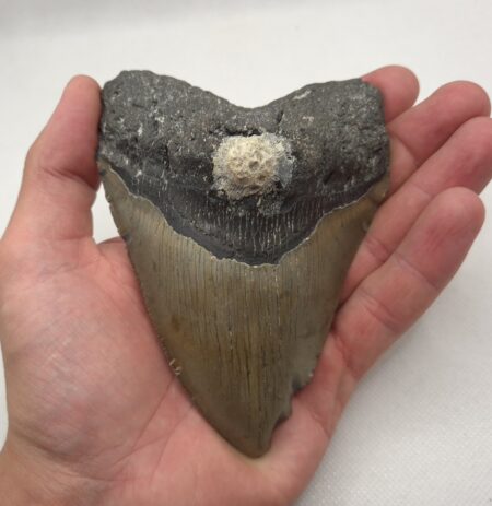 USA Megalodon