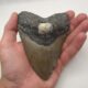 USA Megalodon