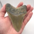 Schöner Megalodon Haizahn