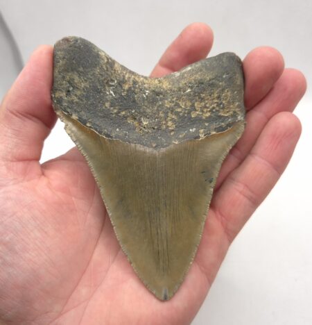Schöner Megalodon Haizahn