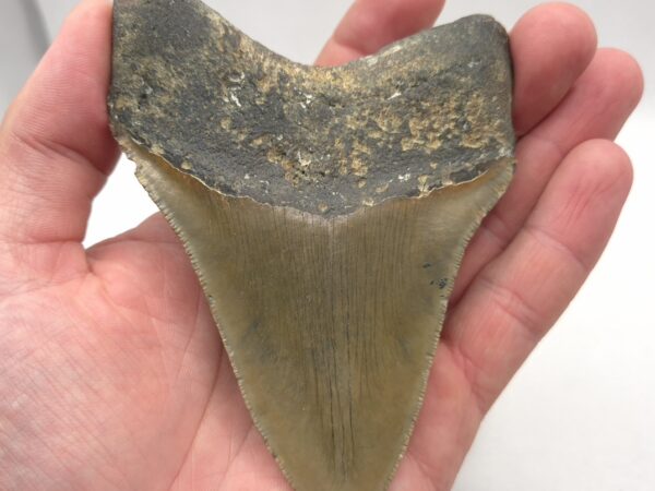 Schöner Megalodon Haizahn